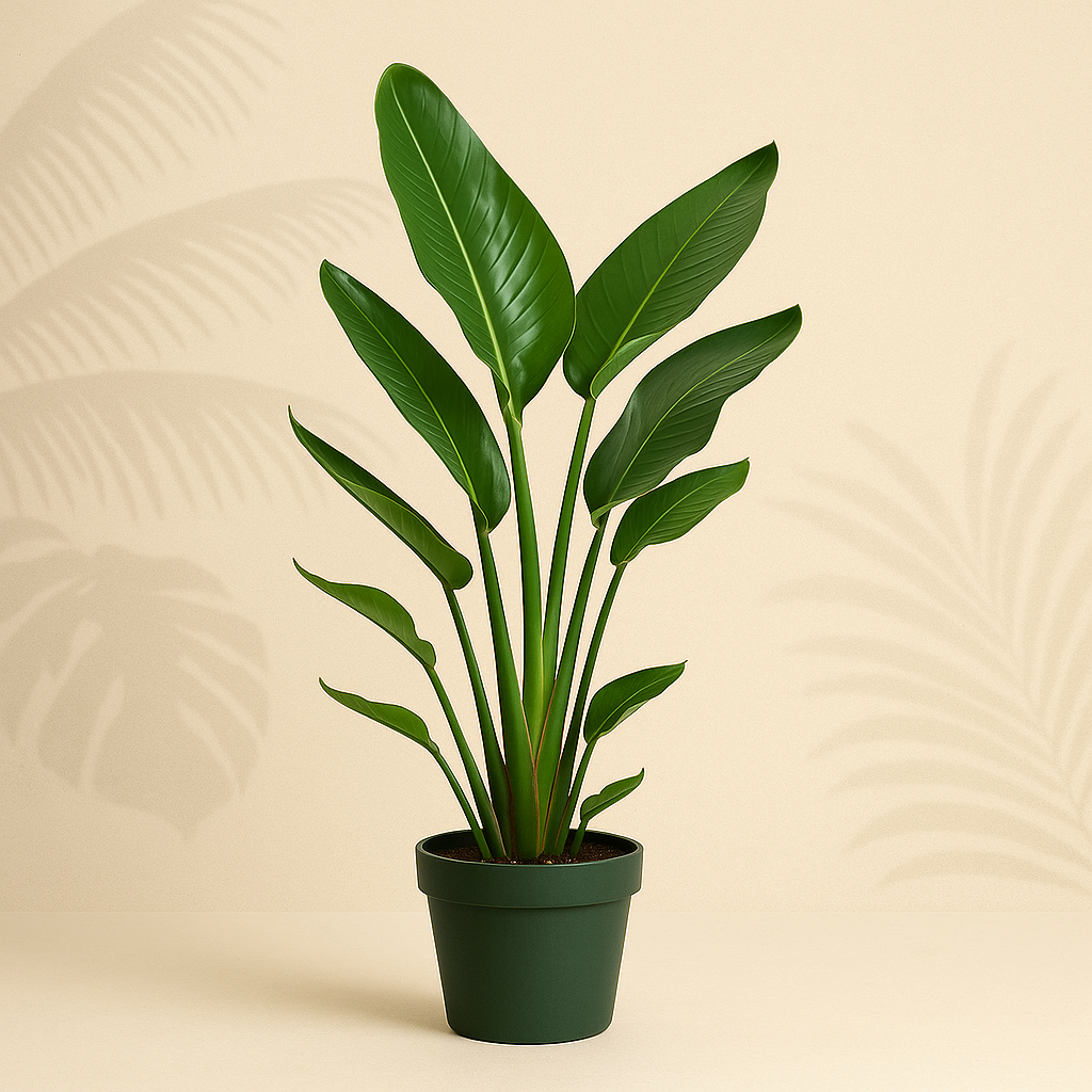 Verzorging van de Strelitzia: Alles wat je moet weten!