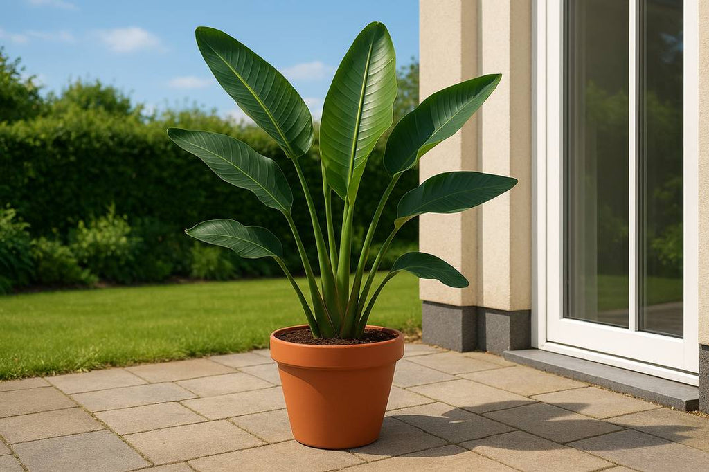 Kan een Strelitzia buiten staan?
