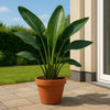 Kan een Strelitzia buiten staan?