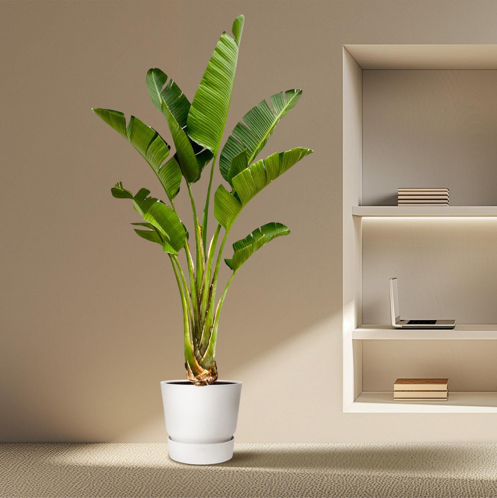 Strelitzia verzorgen: tips voor een gezonde paradijsvogelplant