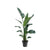 Strelitzia Nicolai XXL - 190 - 210 cm - ø27-ø30