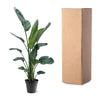 Strelitzia Nicolai XXL - 190 - 210 cm - ø27-ø30
