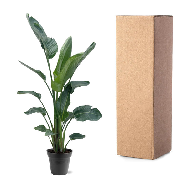 Strelitzia Nicolai XXL - 190 - 210 cm - ø27-ø30