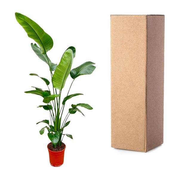 Strelitzia Nicolai - 190 cm - ø25-27