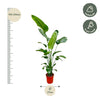 Strelitzia Nicolai - 190 cm - ø25-27