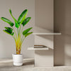 Strelitzia Augusta - 160 cm - Ø24