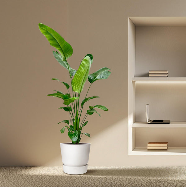 Strelitzia Nicolai - 190 cm - ø25-27