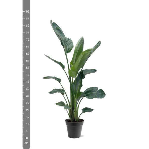 Strelitzia Nicolai XXL - 190 - 210 cm - ø27-ø30
