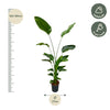 Strelitzia Nicolai - 170 cm - ⌀24