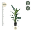 Strelitzia Nicolai XXL - 190 - 210 cm - ø27-ø30