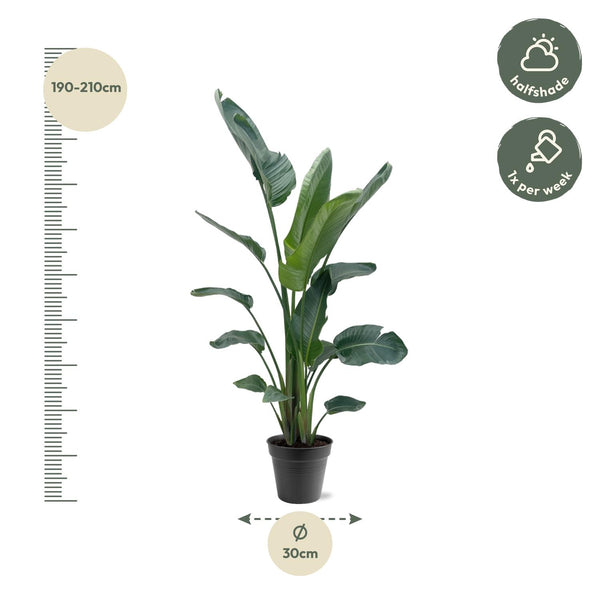 Strelitzia Nicolai XXL - 190 - 210 cm - ø27-ø30