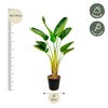 Strelitzia Augusta - 160 cm - Ø24