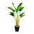 Strelitzia Augusta - 160 cm - Ø24