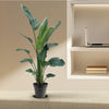 Strelitzia Nicolai XXL - 190 - 210 cm - ø27-ø30