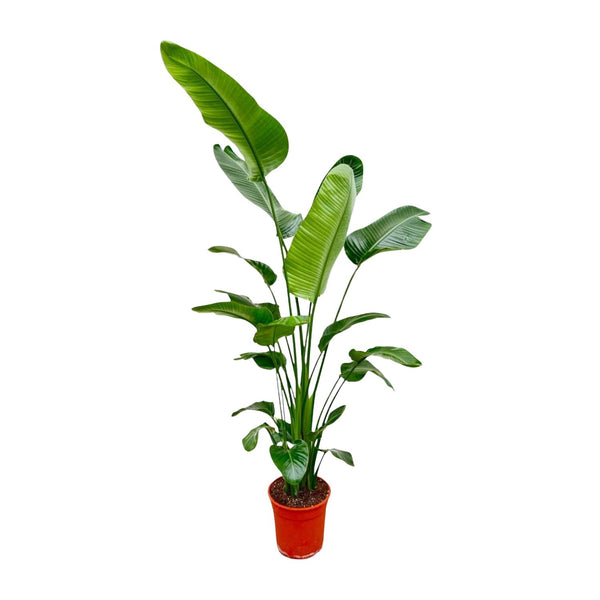 Strelitzia Nicolai - 190 cm - ø25-27
