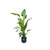 Strelitzia Nicolai inclusief elho Vibes Fold Round blauw - 160cm - Ø30