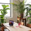 De top 10 beste planten voor op kantoor