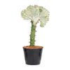 Euphorbia lactea Cristata wit - 35 cm - ø12