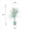 Dracaena Marginata - Ø17cm - ↕90cm