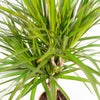 Dracaena Marginata - Ø17cm - ↕90cm