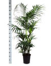 Kentia Palm - Ø27cm - ↕160cm