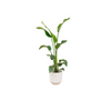 Combi deal - Strelitzia Nicolai inclusief elho Jazz Round wit Ø23 - 100 cm