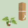 Philodendron Mayoi - Ø15cm - ↕35cm