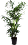 Kentia Palm - Ø27cm - ↕160cm