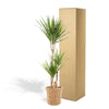 Dracaena met mand - ↨120cm - Ø21cm