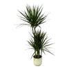 Dracaena Marginata - ↨120cm - Ø21cm inclusief elho Vibes Fold Round wit D22xH20