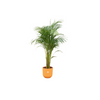 Combi deal - Areca palm inclusief elho Jazz Round geel Ø26 - 140 cm