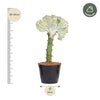 Euphorbia lactea Cristata wit - 35 cm - ø12