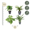 Groen mix 4 planten - Monstera obliqua 'Monkey Leaf' - 25 cm - ø12 - Aglaonema Juliette - 40 cm - ø12 - Syngonium Mottled - 25 cm - ø12 - Aglaonema Cutlass - 40 cm - ø12