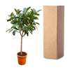 Ficus ElasticaRobusta op stam - 210cm - ø40