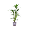 Combi deal - Kentia palm inclusief elho Jazz Round lila Ø26 - 160 cm