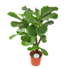 Ficus Lyrata (vertakt) - Ø24cm - ↕110cm