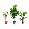 Combi deal - Strelitzia Nicolai 70 cm - Wout L 130 cm - Ficus Lyrata vertakt 160cm