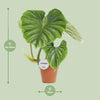 Philodendron Plowmanii - Ø15cm - ↕50cm