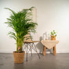 Areca met mand - ↨130cm - Ø24cm