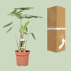 Alocasia Zebrina - Ø21cm - ↕80cm