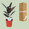 Ficus Elastica Abidjan - Ø17cm - ↕55cm