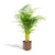 Areca palm met pot - ↨130cm - Ø24cm