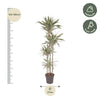 Dracaena White Stripe - 170 cm - ø27