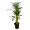 Areca palm - ↨110cm - Ø21cm inclusief elho Greenville Round zwart D24xH23