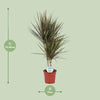 Dracaena Bicolor - Ø17cm - ↕75cm