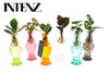 Kamerplanten Mix in Venice Glas - 6 stuks - Ø7cm - ↕20cm