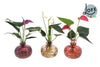 Anthurium Mix in Nela 3 kleuren - 3 stuks - Ø12cm - ↕30cm