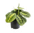 Maranta Lemon Lime - Ø12 ↕30