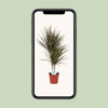 Dracaena Bicolor - Ø17cm - ↕75cm