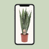 Sansevieria Zeylanica - Ø17cm - ↕70cm